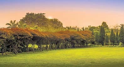 Noida International Airport gets a dedicated reserve forest