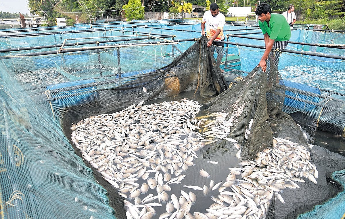 College of fisheries, Mangaluru develops chrome-free eco-friendly leather from fish skin waste