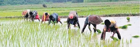 This innovative project aims to tackle the increasing demand for skilled agricultural workers in Kerala