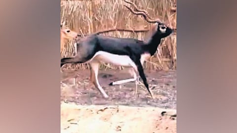 In the last count in 2023, Ganjam district had a blackbuck population of 7,743, almost double the tally eight years ago.