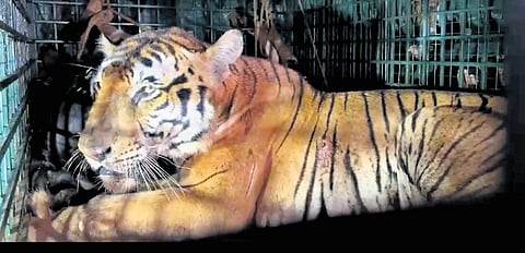 Tholpetty 7 in the cage