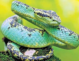 Mapping the hiss story of Malabar Pit Vipers