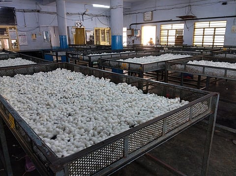 A picture of the Silk cocoon market in Dharmapuri.