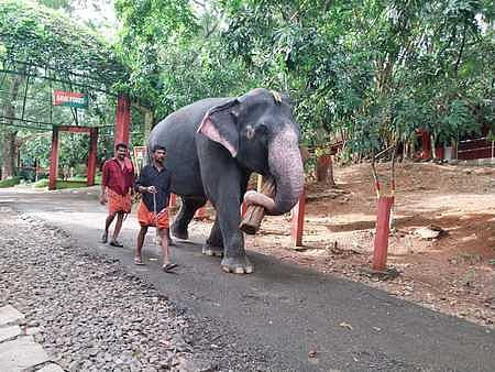 An elephant during its special walk exercise along with mahouts. Image used for representation.