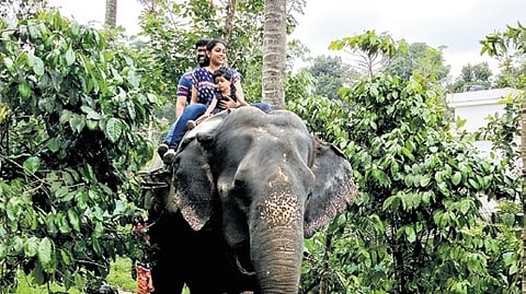 Kallar elephant safari park