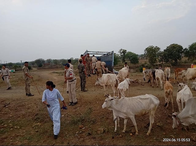 Police officials rescue cattle from Bhainwahi village in Mandla district.