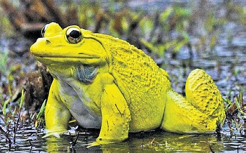 Bullfrog.