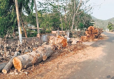 The chopped trees along the state highway in Nuagada block 