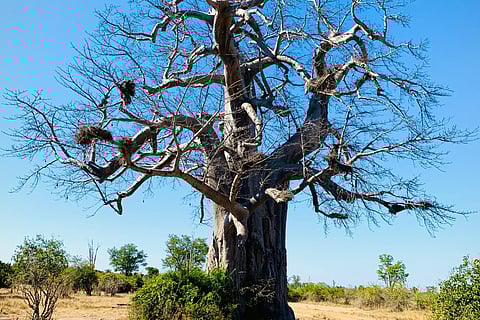 A Boab tree