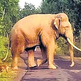 The forest department will install a 12km-long solar fence in ward no 13 of Kuttampuzha panchayat under the Rashtriya Krishi Vikas Yojana (RKVY). 