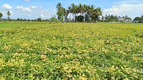 Many farmers mentioned that pests attacks on green gram have increased. 