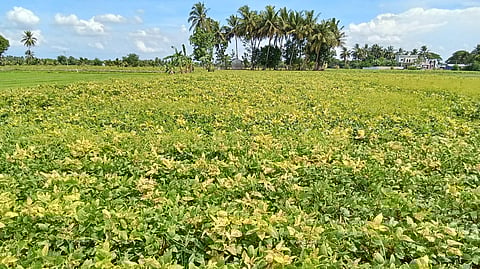 Farmers have cultivated black gram in around 2,750 hectares in the district