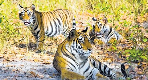 Cattle pose threats to big cats in Palamu reserve