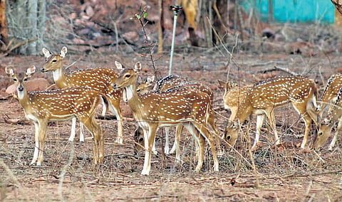 Spotted deer and Sambars were brought to Nagarajunasagar Srisailam Tiger Reserve from Nagarjuna fertilizers in Kakinada.