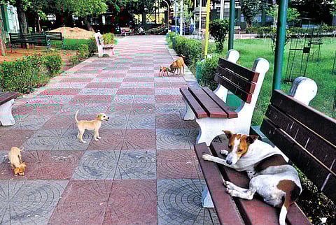 File picture of canines resting at Napier Park at Chintadripet