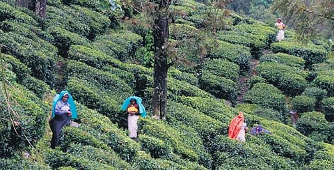 Workers at a tea estate in Manjolai Hills