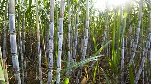 Dharmapuri district is one of the largest producers of sugarcane in Tamil Nadu.