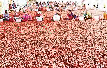 Over 20,000 farmers who utilised the Kalgudi digital market-platform sold their produce in the international market and earned around Rs 1,800 to Rs 1,900 extra per quintal.