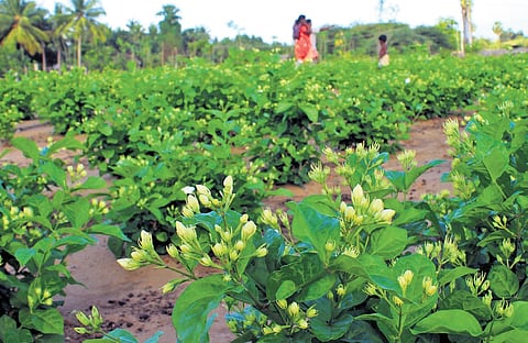 Farmers in the Madurai region rue that the increased moisture and changing weather have also led to pest infestation 