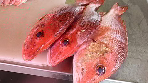 Red snapper