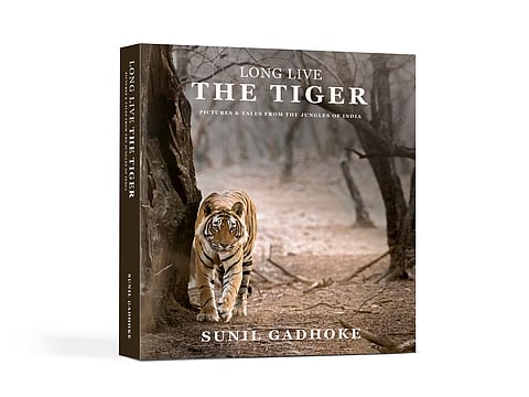 The Tiger Tales 