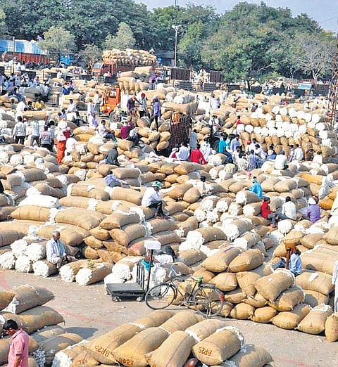 Cotton farmers worried over crop damage caused by rains in Telangana