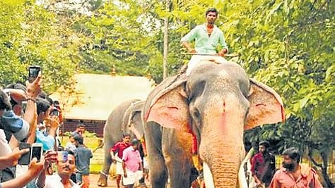 Image of elephant parade used for representative purpose