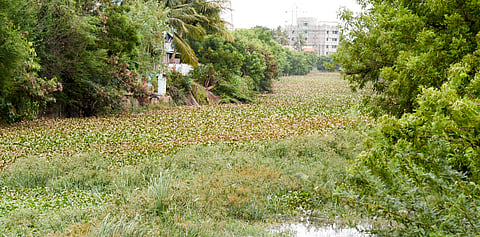 The hyacinth-ridden Uyyakondan canal in Tiruchy 