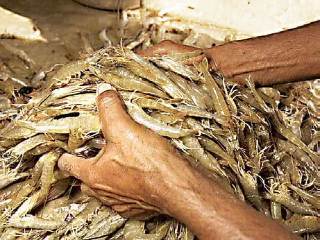 Shrimp, a major export earner, plays a crucial role in the economy of coastal districts, including Nellore.