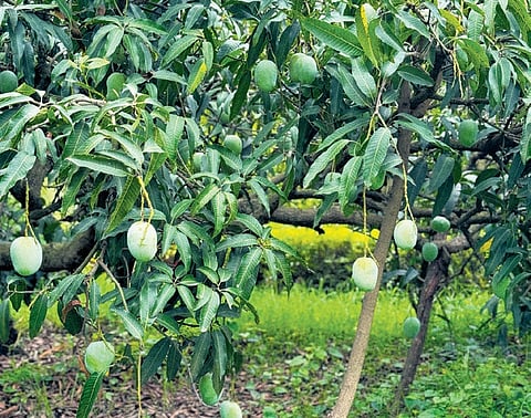 Dussehri mangoes