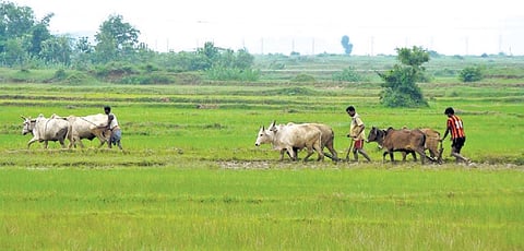 Farmers ploughing their agriculture field in a village of Kendrapara