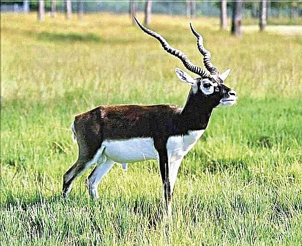 Representative image