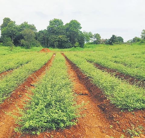A ‘kurunthotti’ field in Kalliasseri