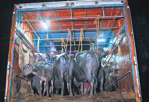 Police said they intercepted the truck near Acharapakkam in Madurantakam on Wednesday. The rescued animals were sent to a shelter