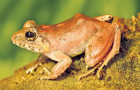 The discovery on the frog ‘Andamanese Charles Darwin’s Frog’ also serves to highlight the fact that this unique amphibian is facing a loss of breeding sites.
