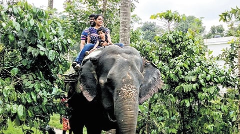Kallar elephant safari park