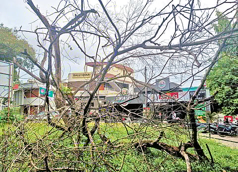 Several trees planted by TRDCL in city dry up; foul play suspected