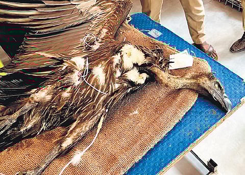 Endangered vulture on Chennai road springs a surprise 