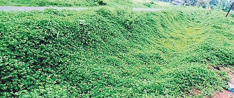 Branch canal no 8 of Kendrapara main canal filled with weeds 