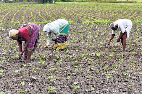Farmers working on an agricultural field in Karimnagar 