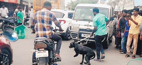 Man takes Rottweiler to Tasmac bar in Tiruppur, dog bites tipplers as strays upset it