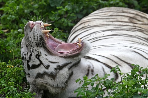 Image of white tiger used for representational purposes. 