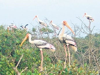 The nesting birds include the Open-billed stork, Little Cormorant, Median Egret, Large Egret, Purple Heron, Grey Heron, Darter, White Ibis and Cattle Egret. 