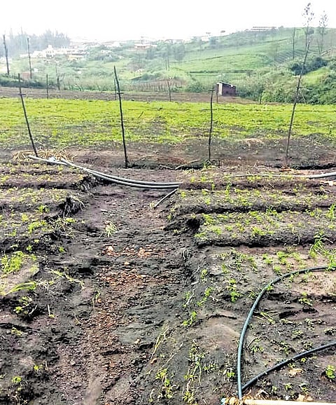 Farmers say monsoon rain inundated hundreds of acres of carrot, garlic, and potato farmlands across Avalanche in the Nilgiris