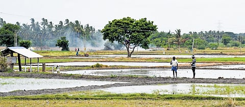 Farm workers planting Kuruvai paddy in Lalkudi near Tiruchy 