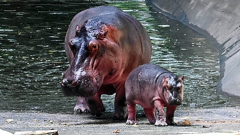 Hippopotamus