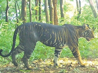 File photo of a melanistic tiger taken by cameras installed in STR