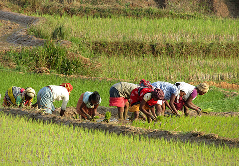 Deficit rainfall threatens kharif crops in Ganjam
