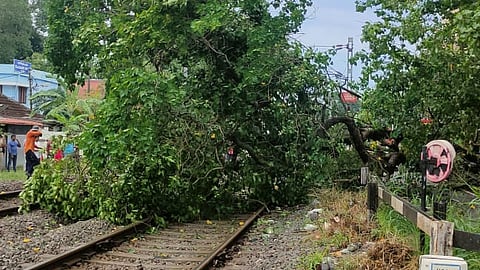 Trains towards Thrissur were delayed after a tree fell onto the tracks in Ernakulam.
