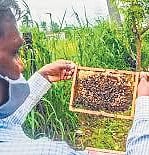 Tribals and forest-dwellers have traditional knowledge in honey-collection. But their produce is not commercialised on a large scale because of multiple reasons